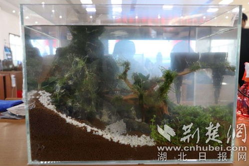 全国110名大学生水产技能选手齐聚湖北生物科技职业学院展风采