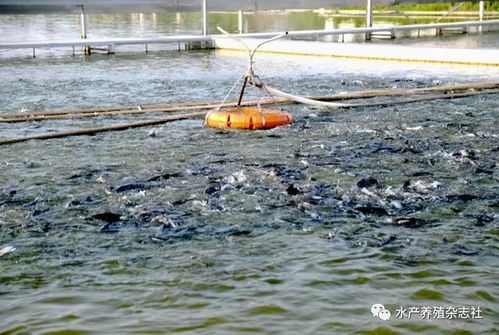 不合标准的饲料已成水产养殖第一杀手 宿迁叉尾鮰养殖现状与建议