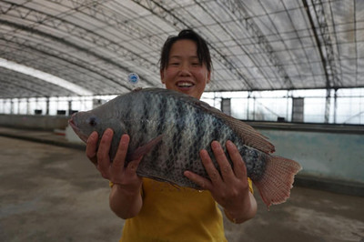 珠海成功研发生态罗非鱼养殖技术,每条鱼均有“身份证”