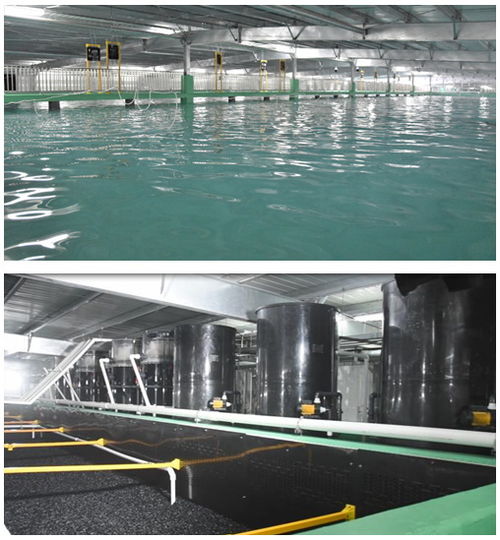 水产养殖迎国家级技术导则 海璟提供工厂化海水养殖解决方案