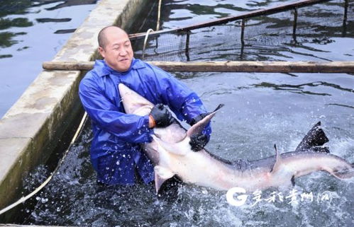 多彩贵州网 鲟 出美好生活 贵州鲟鱼养殖成 水中存折