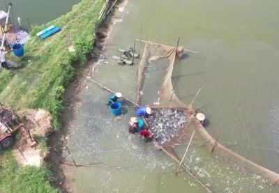 阳江一水产养殖基地年供大湾区活鱼超过5000吨