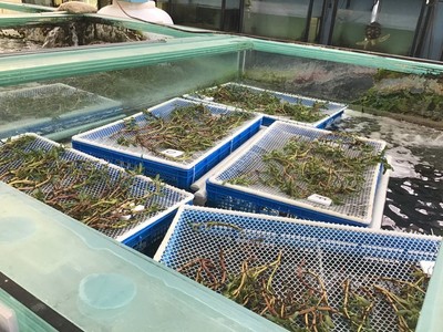 水生态治理及修复技术的研发与应用