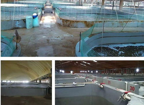 工厂化循环水产养殖系统