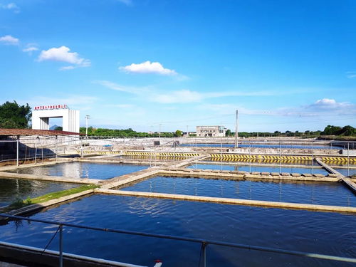 年可育优质罗非鱼苗种达2亿尾 高州市百联水产种苗