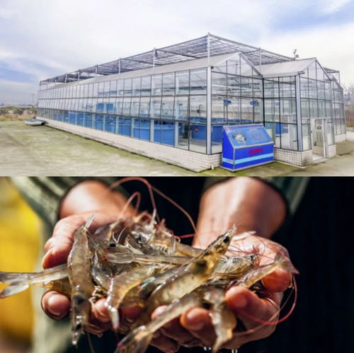 渔业4.0 ▏广大水产养殖户 这可能是您,离成为富豪最近的一次