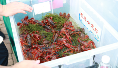 2024哈尔滨寒地小龙虾产业发展大会启幕