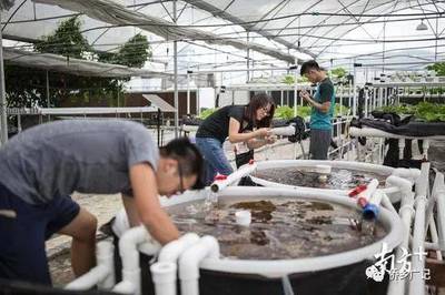 粤港澳大湾区提供新机遇:香港青年到江门“当农民”获千万港元投资