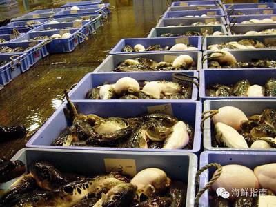 往期精选|美无度、祸无涯:红鳍东方鲀,美味与毒性并存