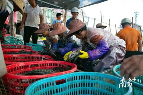 生猛 这条鱼开始全面上涨 一尾鱼为广东一个镇创收9亿元