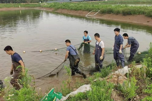 课程开到生产线,校企携手共育现代养殖技术人才