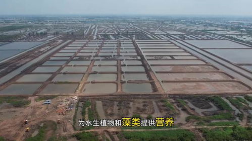 水产养殖中,芽孢杆菌有三大作用 但这4点也需要注意