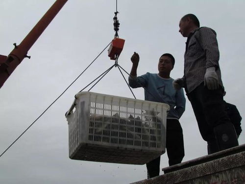 18元 斤,这里鱼价常年全国最高