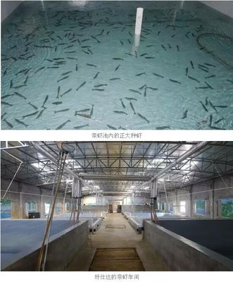 好仕达引进七千对正大亲虾,生态育苗受肯定