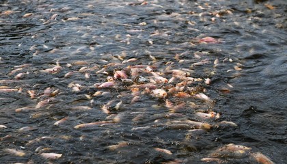 海口美兰:农业新质生产力浇开乡村振兴之花