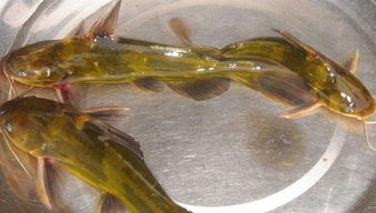 不一样水产养殖,全雄黄颡鱼该如何养殖 池塘成鱼养殖技术须知晓