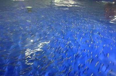 又一条名优海鱼获得突破!五年攻关,山东首次突破黄带拟鲹人工繁育技术