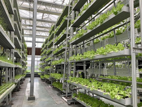 鱼菜共生ai工厂 养鱼不换水 种菜不施肥