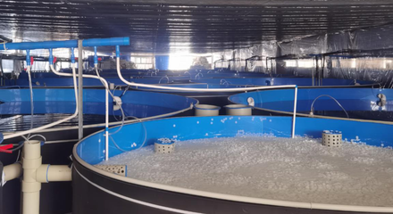 畜禽水产所科研人员到西南永盛农业科技考察调研