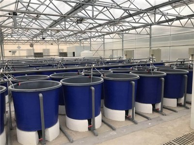 现代高产环保养鱼方式-环保养鱼-智慧农研