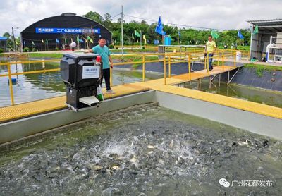 科技兴农③丨花都鱼苗,"游走"全球!