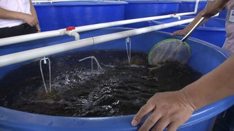 襄阳养殖淡水虾要多少资金到哪可以学养殖技术 新兴可加盟