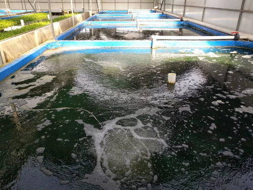 捍卫食材安全 京城老渔 北京 农业科技园区 获评水产健康养殖示范场
