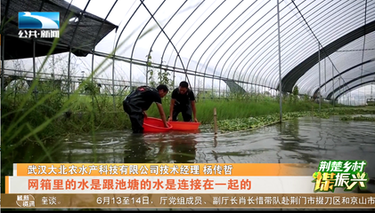 荆楚乡村谋振兴 | 湖北本土茄子是如何走向全国?