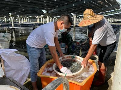 乡村振兴 | 绿色养殖技术加持 南美白对虾变身脆甜致富虾