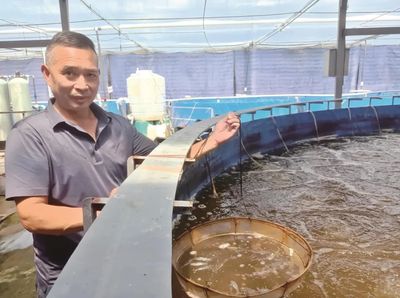 海归博士渤海取水,在江夏养殖南美白对虾,年产30万公斤!