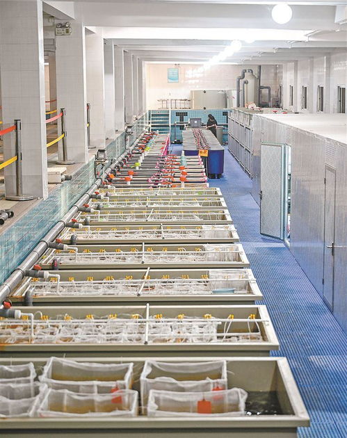 做强水产种业厦门芯 推动渔业高质量发展