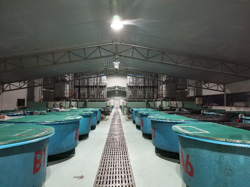 浙江省淡水水产研究所疫情防控期间技术指导手册八 光唇鱼养殖管理技术