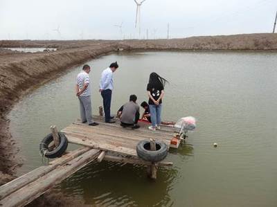 “玻化症”突袭对虾产业 黄海所专家赴一线排忧解难