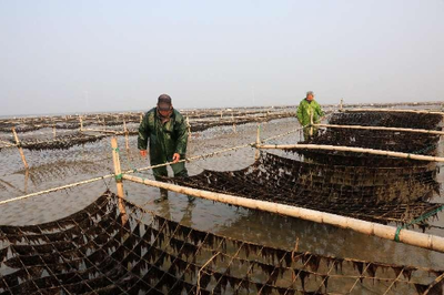 江苏省农业农村厅 全省农业信息联播 破难题、强加工、重销售 如东条斑紫菜迎来新高峰