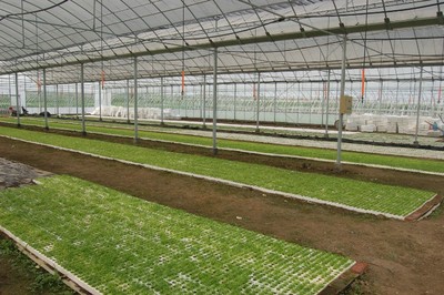 迁安花卉养殖大棚建设