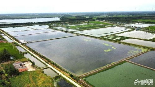 金湖论坛网友 看水产养殖采风活动之 走近 金湖农科家庭农场