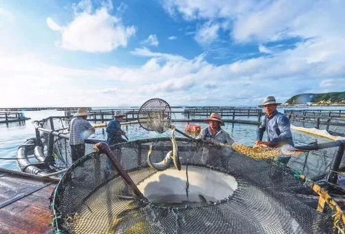 这条鱼在丽水彻底火了 双十二要搞大事...