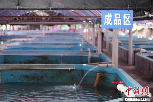 一对台湾父子的新年期待