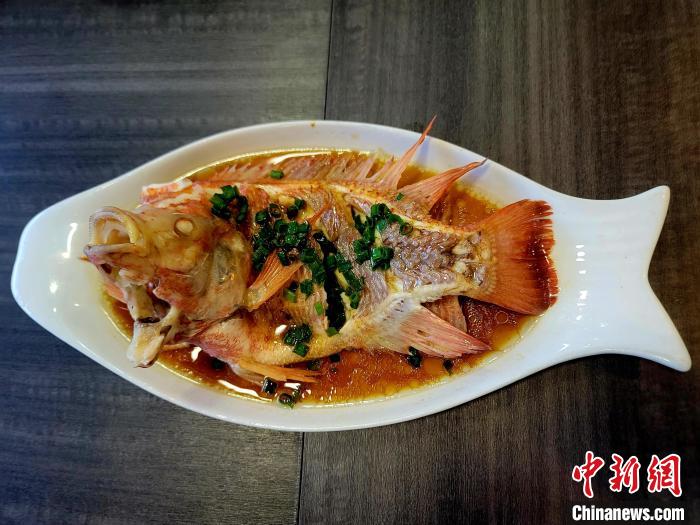 海口探索“咸淡水红鲷鱼”养殖新赛道 市场供不应求