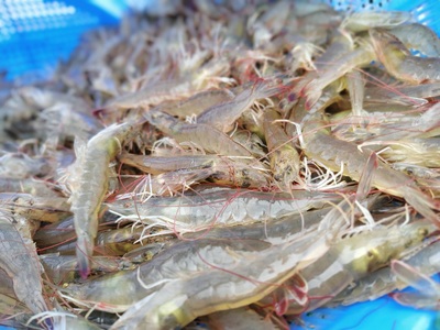 九原区特色种植养殖点亮乡村振兴新画卷