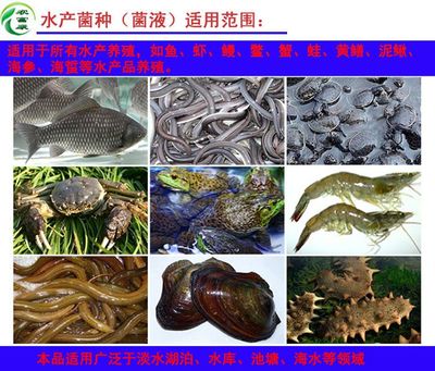 水产养殖使用em益生菌的功能好处都有哪些