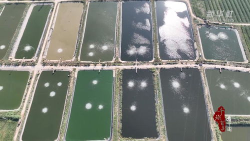 千城百县看中国 菏泽定陶 水产养殖基地迎来金秋 第一捕