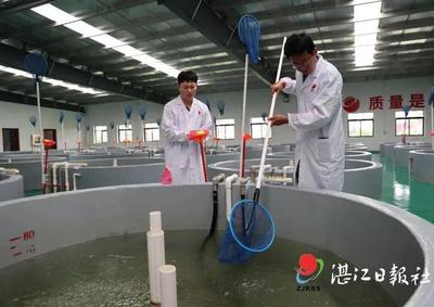 在湛江这里,诞生了海水养殖种业的"中国芯"