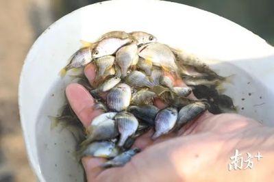 雄起!构建海上开放“牧场”,这里要打造百亿现代渔业产业集群!