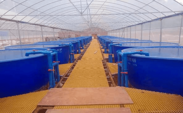 细心研发了专属的循环水生态养殖设备,开发出水产生态循环圈.