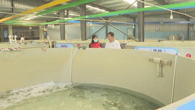阳江市阳西县:税惠政策为海水种苗产业注入活水