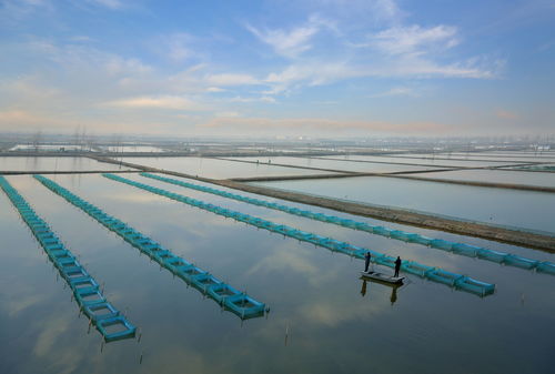 回访代言人 共享丰收乐 大养蟹到养大蟹,泗洪大闸蟹 钳 住财富