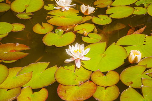 有益菌在水产养殖中真的有作用吗