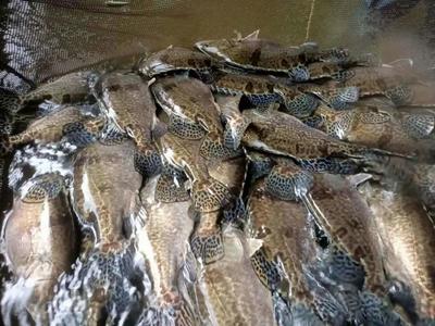 张勇教授团队培育的全雌翘嘴鳜“鼎鳜1号”通过2021年全国水产品种新品种审定