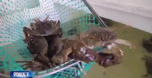 高温 烤验 下 水产养殖如何应对